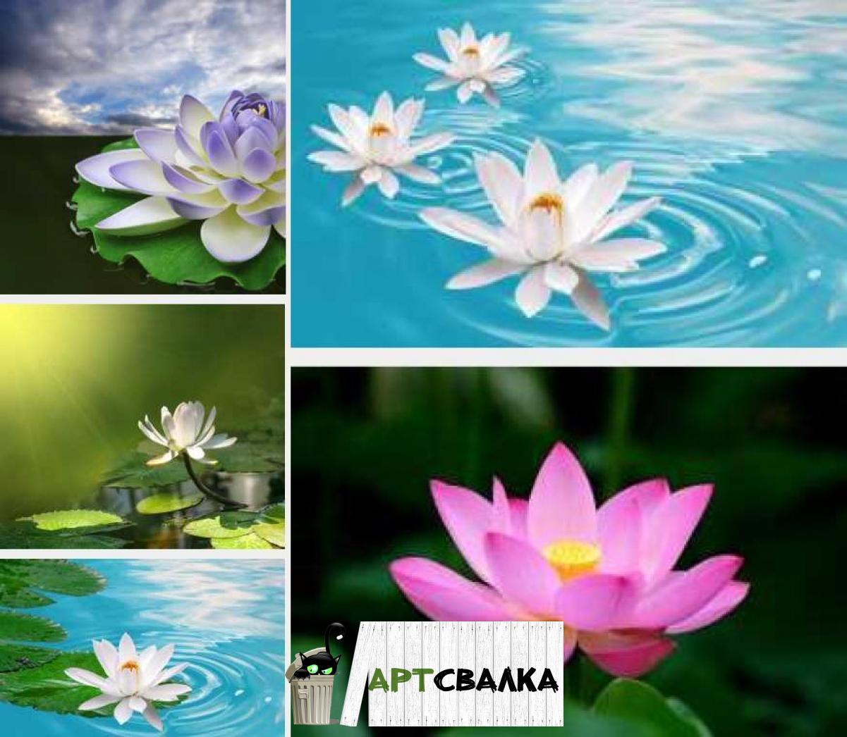 Шикарный лотос на воде hd | Elegant Lotus on the water hd